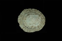 藏品(射線青螺)的圖片